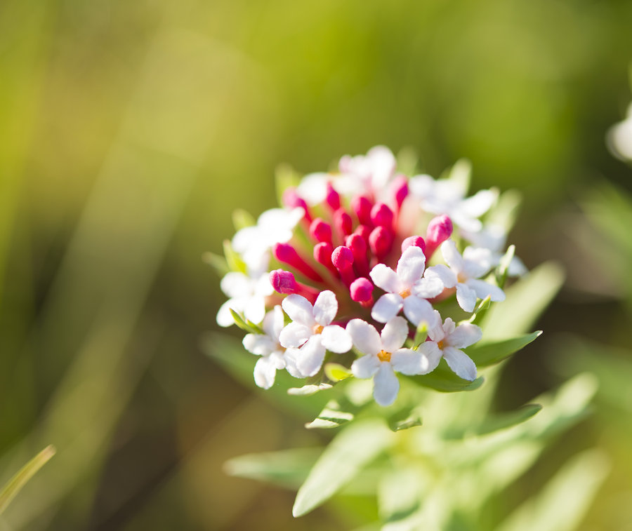 【狼毒花---草原上的末代植物摄影图片】生态摄