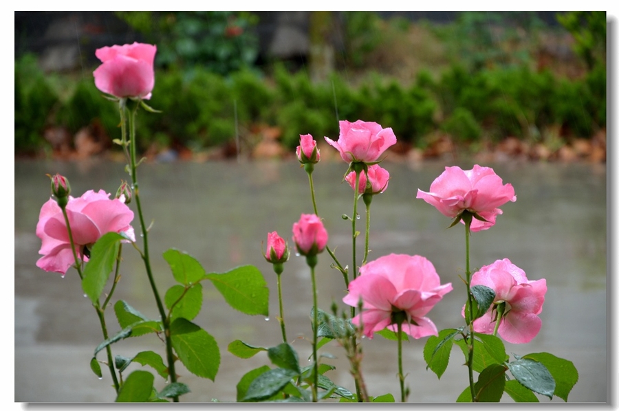 雨中月季花(6)