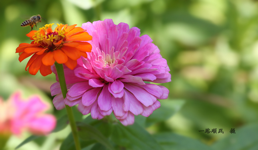 绚丽的夏菊〔百日菊1