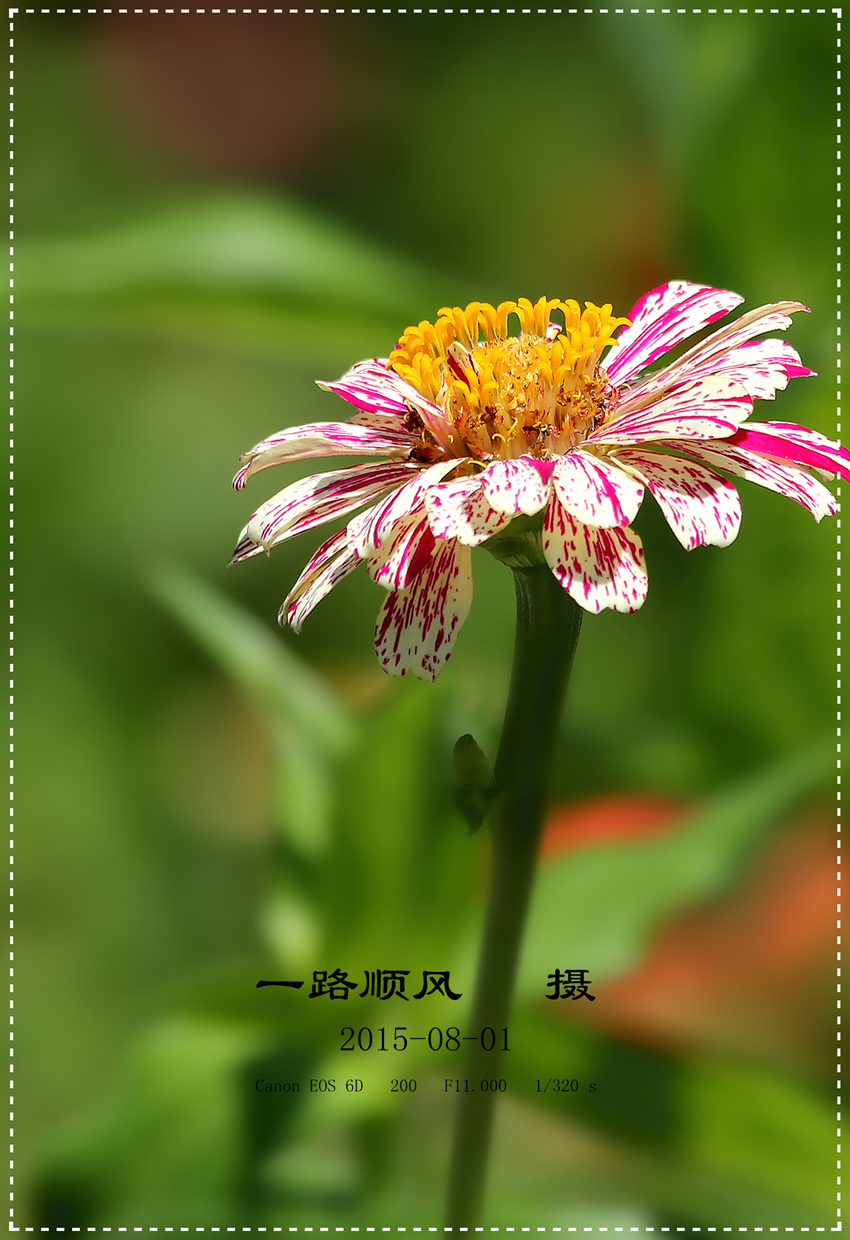 绚丽的夏菊〔百日菊1