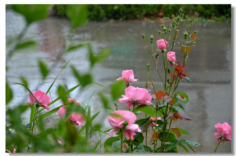 雨中月季花(7)