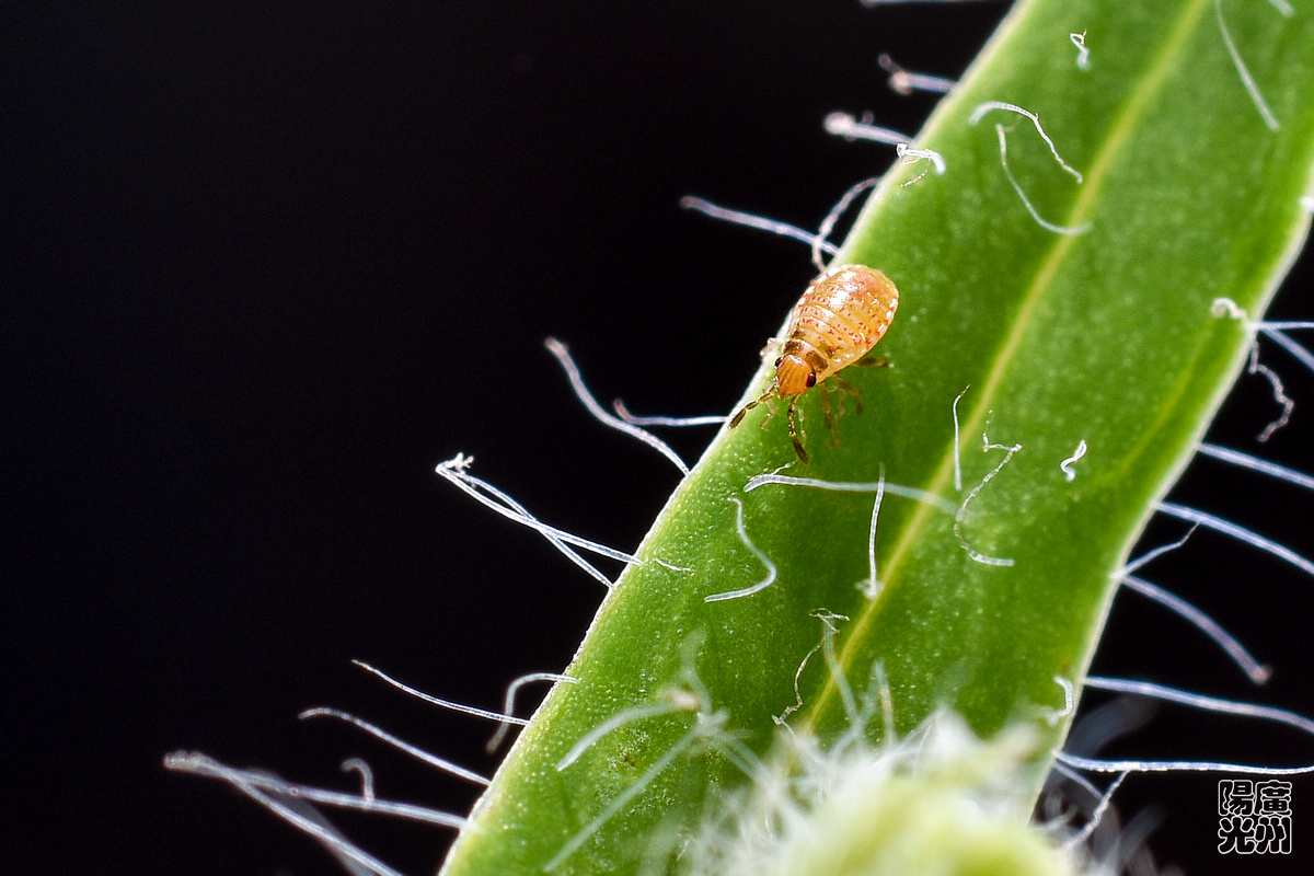 微小的蚜虫