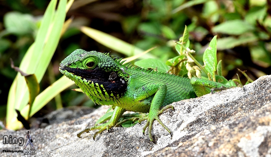 在斯里兰卡被称为"世界尽头"的景点,拍到一条绿色的蜥蜴