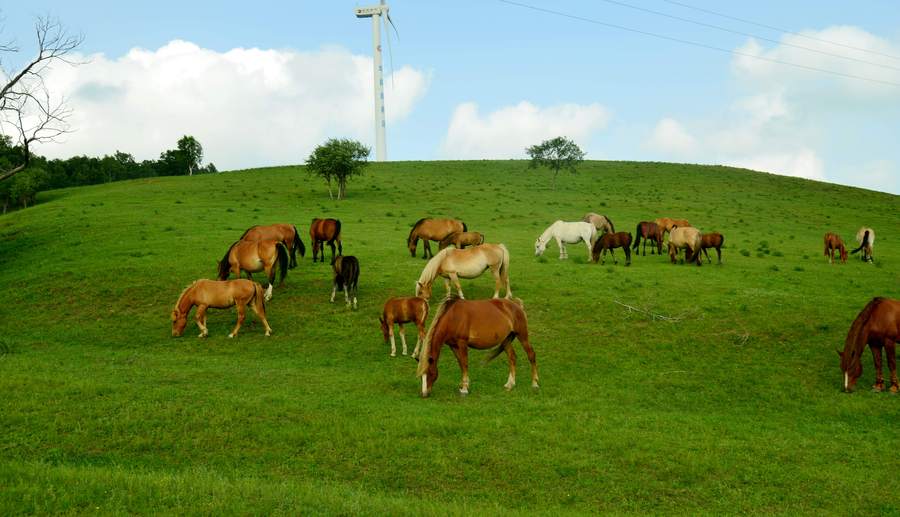 【塞罕坝印象--草原上的马摄影图片】风光旅游