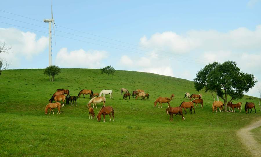 【塞罕坝印象--草原上的马摄影图片】风光旅游