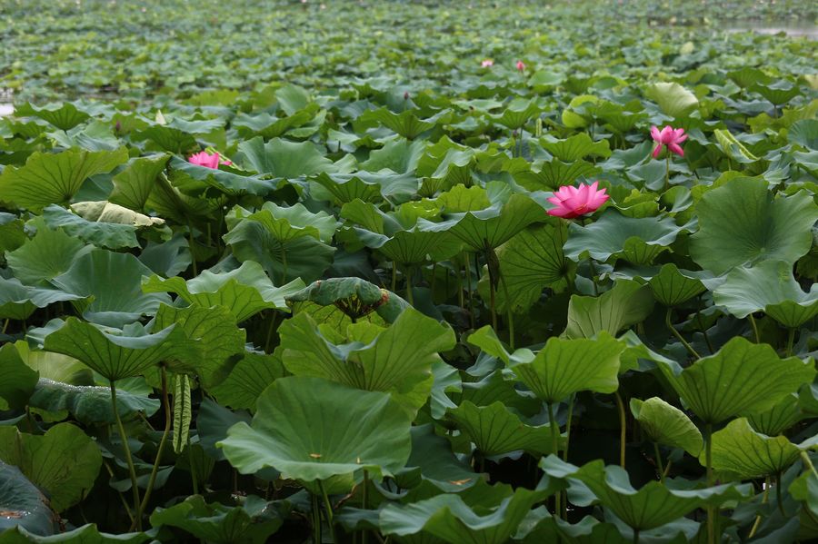 翠叶花红