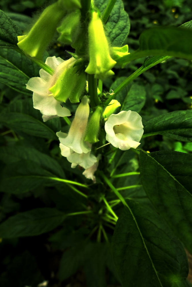 芝麻花开节节高