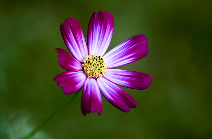 微距小花草