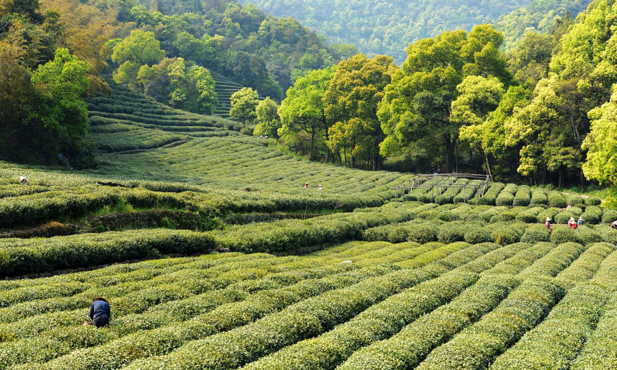 梅家坞风景