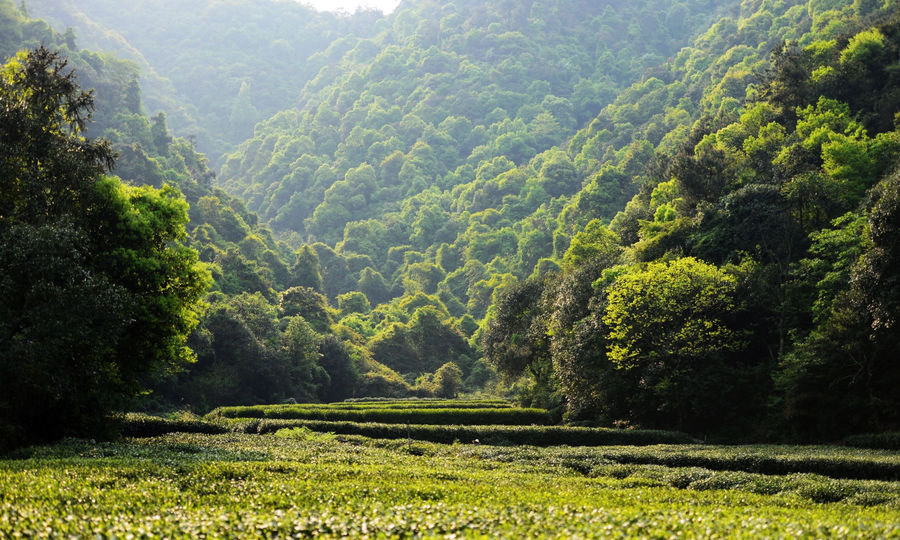 梅家坞风景