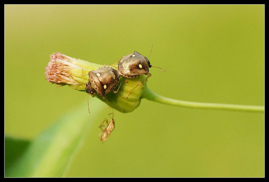 【2015,花虫印象(33)--立秋摄影图片】生态摄影