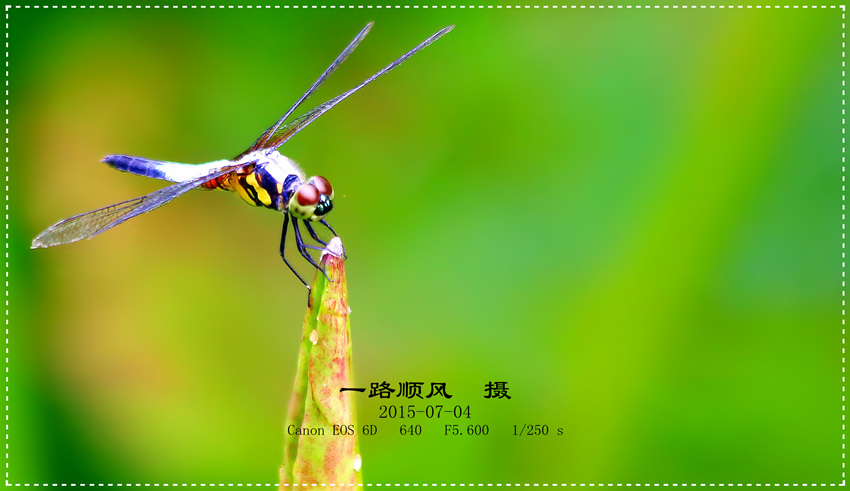 【荷叶上的蜻蜓〔一组混合蜒〕摄影图片】生态