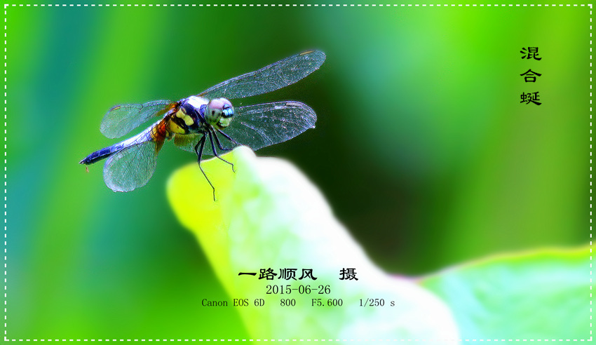【荷叶上的蜻蜓〔一组混合蜒〕摄影图片】生态