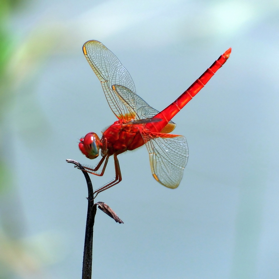 【各种蜻蜓摄影图片】生态摄影_花甲童生_太平洋电脑