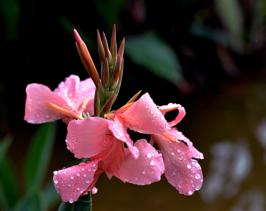 水边的花