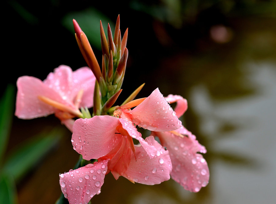 水边的花