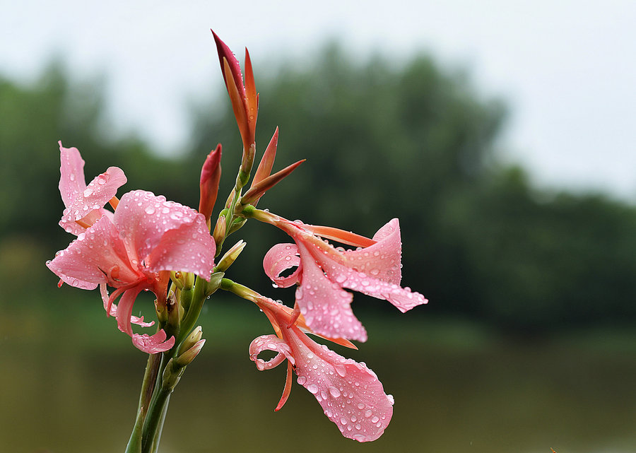 水边的花