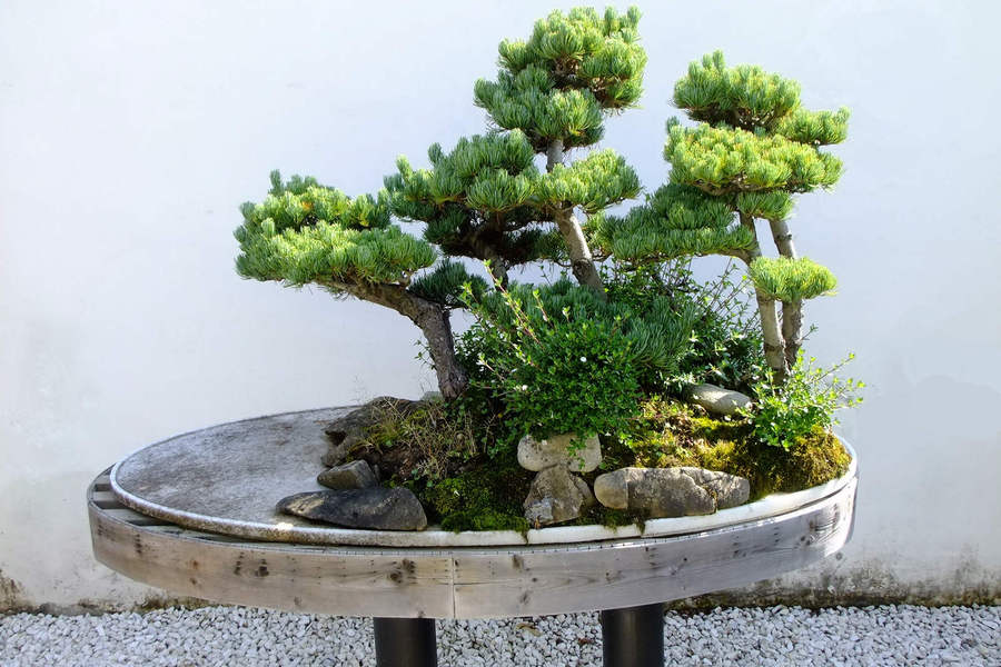 陕西洋县华阳秦岭珍稀植物盆景园选拍