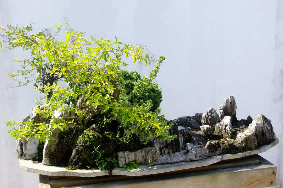 陕西洋县华阳秦岭珍稀植物盆景园选拍
