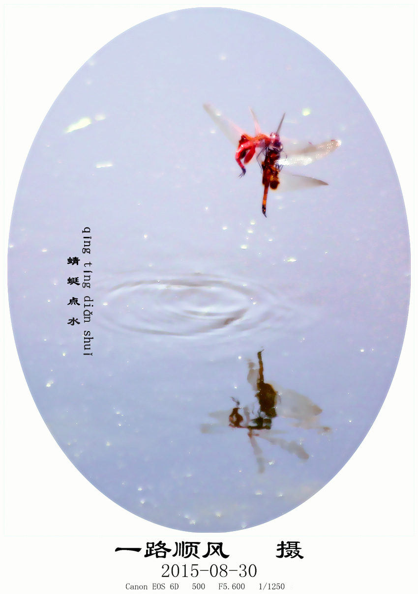 【蜻蜓点水摄影图片】生态摄影_一路顺风889_太平洋电脑网摄影部落