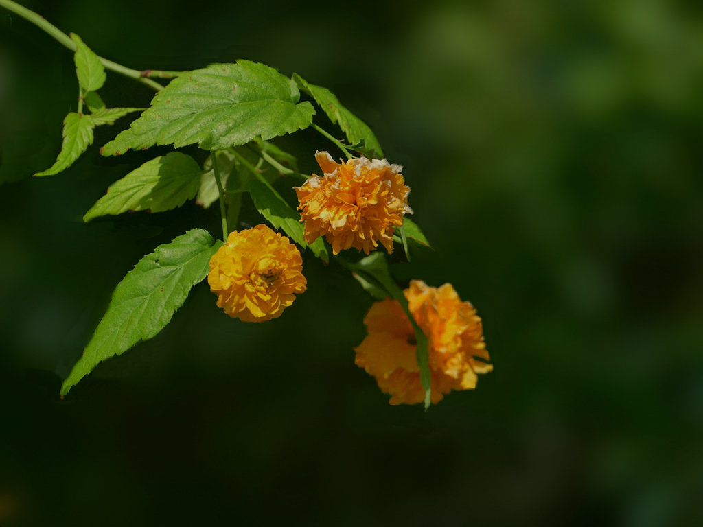 重瓣棣棠花