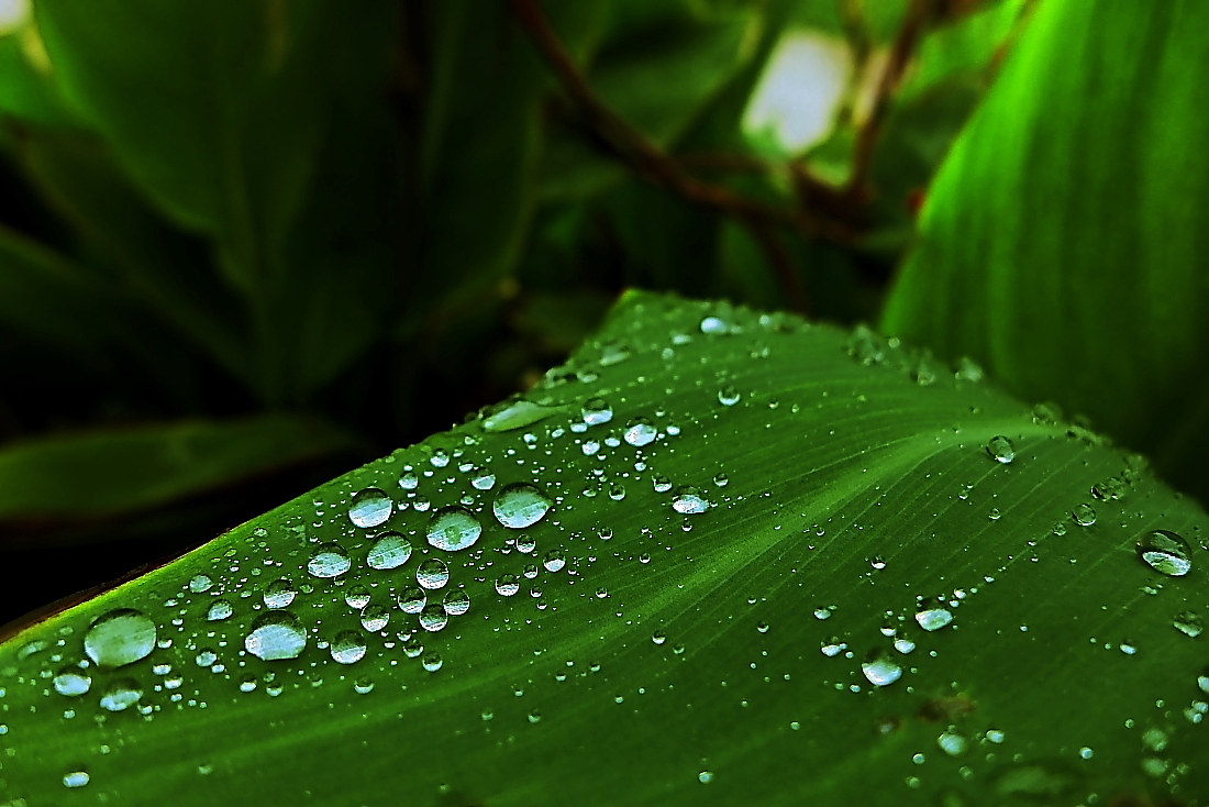 雨打芭蕉