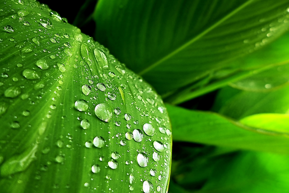 雨打芭蕉