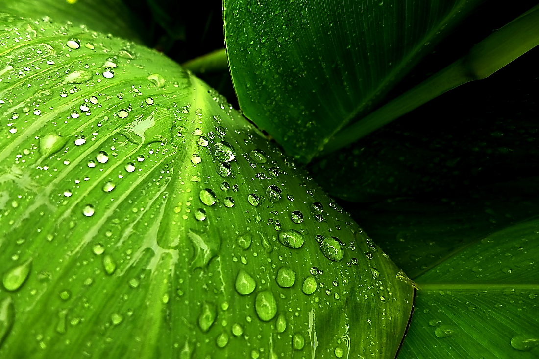 雨打芭蕉