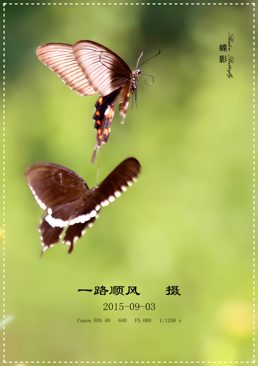 【自由飞翔:蝴蝶的故事摄影图片】生态摄影