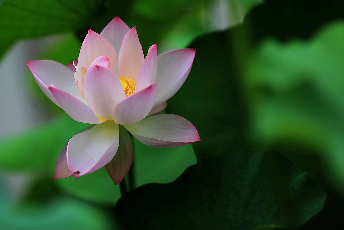 平湖碧玉烟波阔,芰荷风起秋香发.