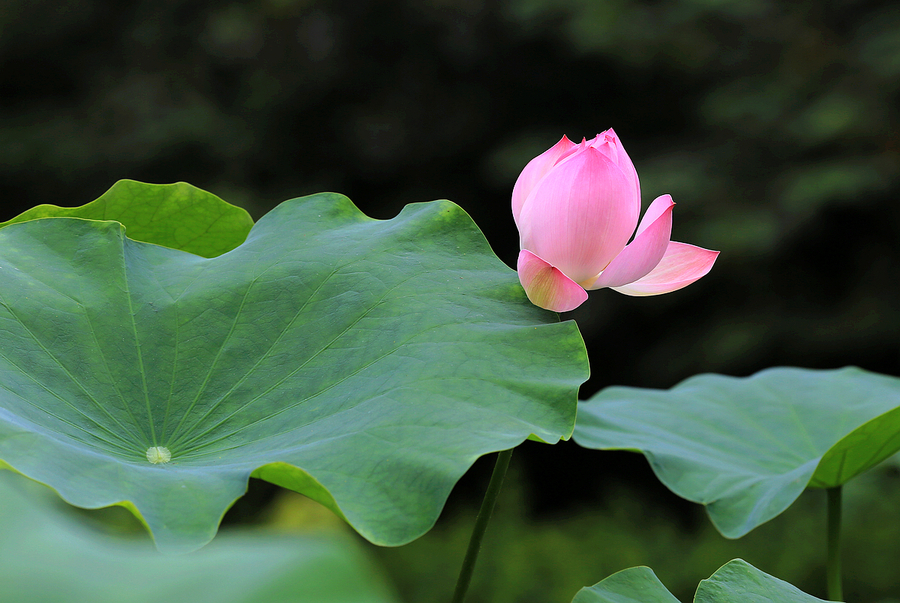 平湖碧玉烟波阔,芰荷风起秋香发(共p)