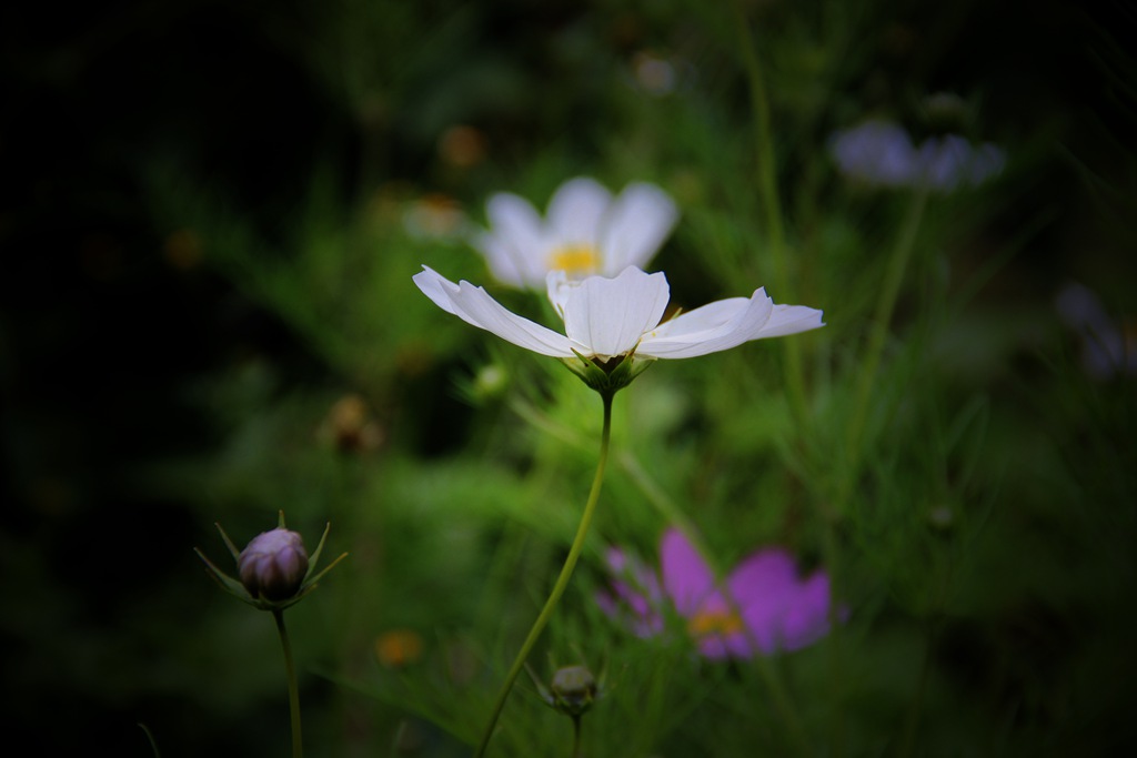 园子里的花儿们白色格桑花