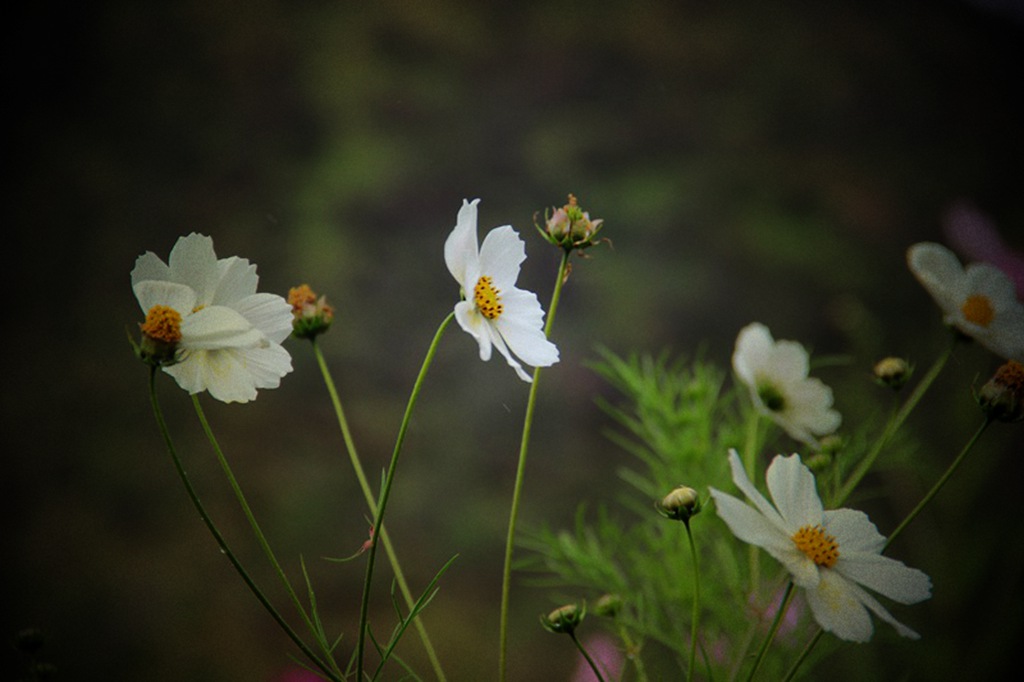 园子里的花儿们白色格桑花