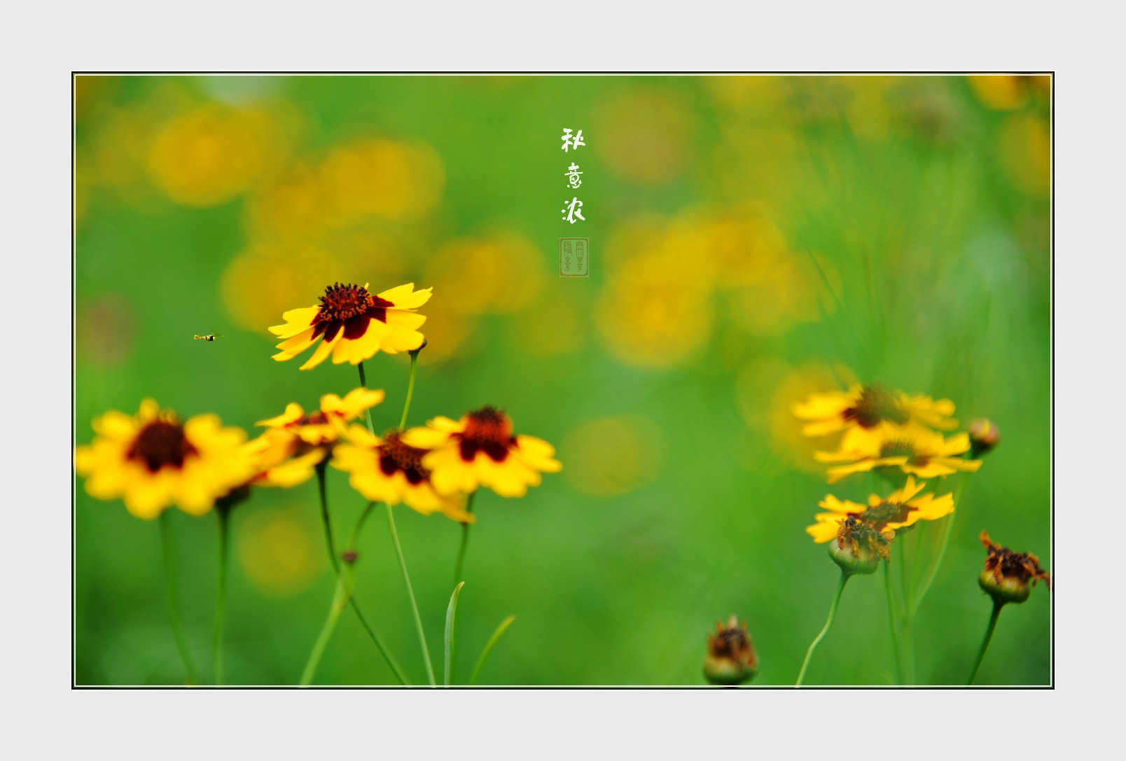 《秋意浓》