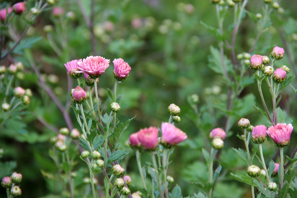 园子里的花儿们小菊花待放