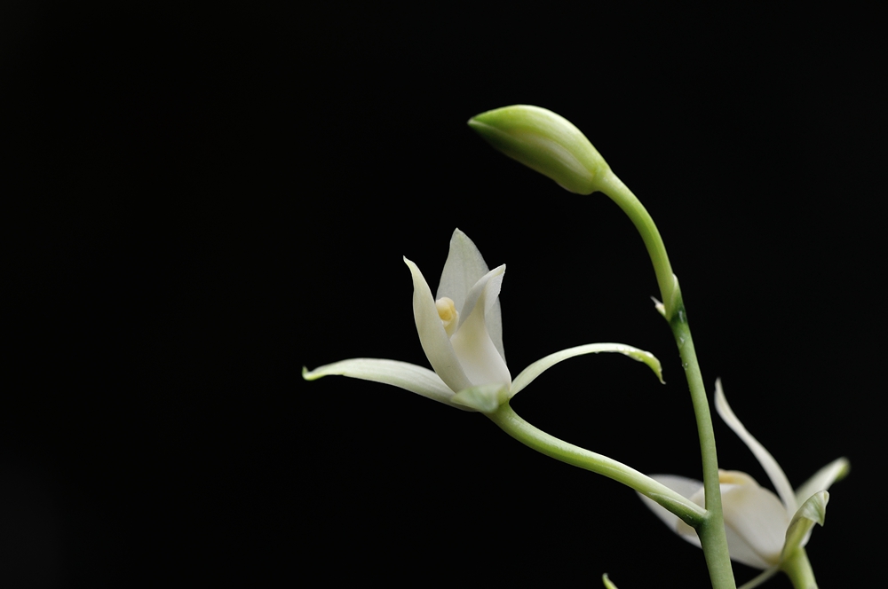 一组小花