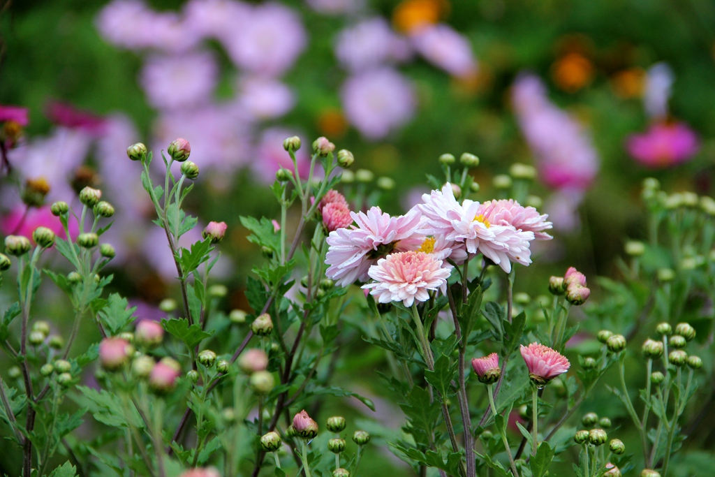 园子里的花儿们—小菊花初放