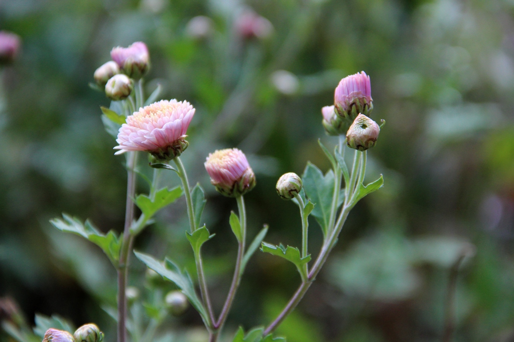 园子里的花儿们——小菊花初放