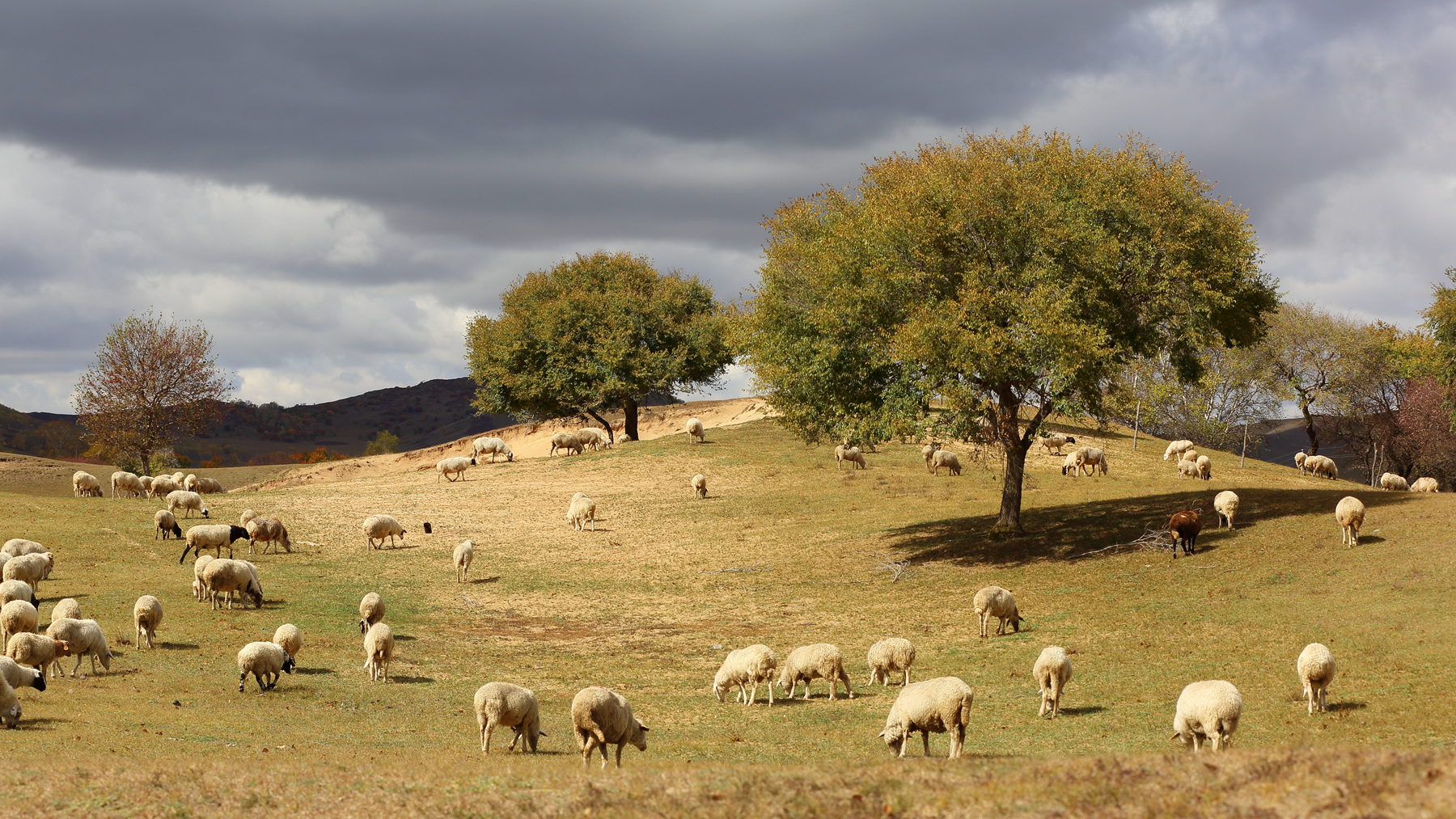 乌兰布统草原——牧羊