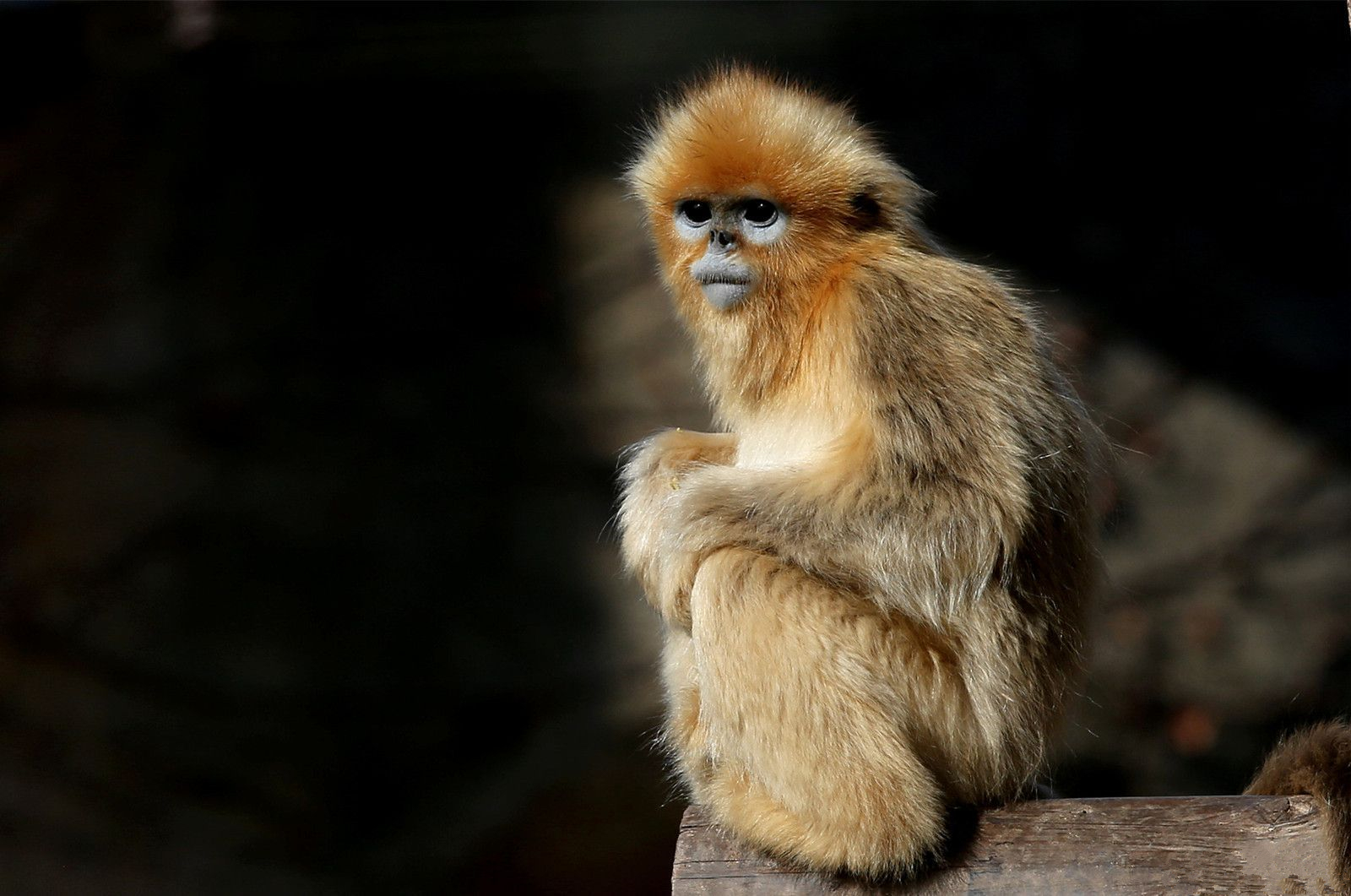 【金丝猴摄影图片】湖北神农架生态摄影_lhk_太平洋电脑网摄影部落