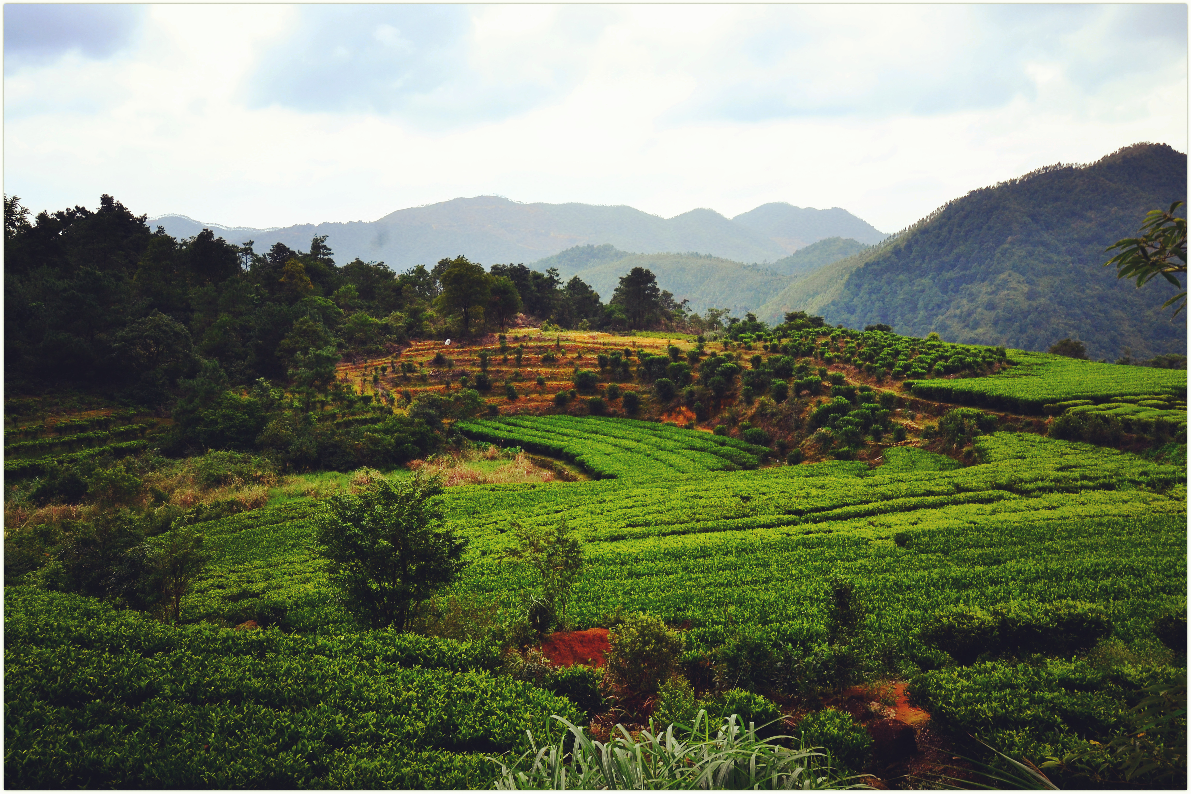 茶山行