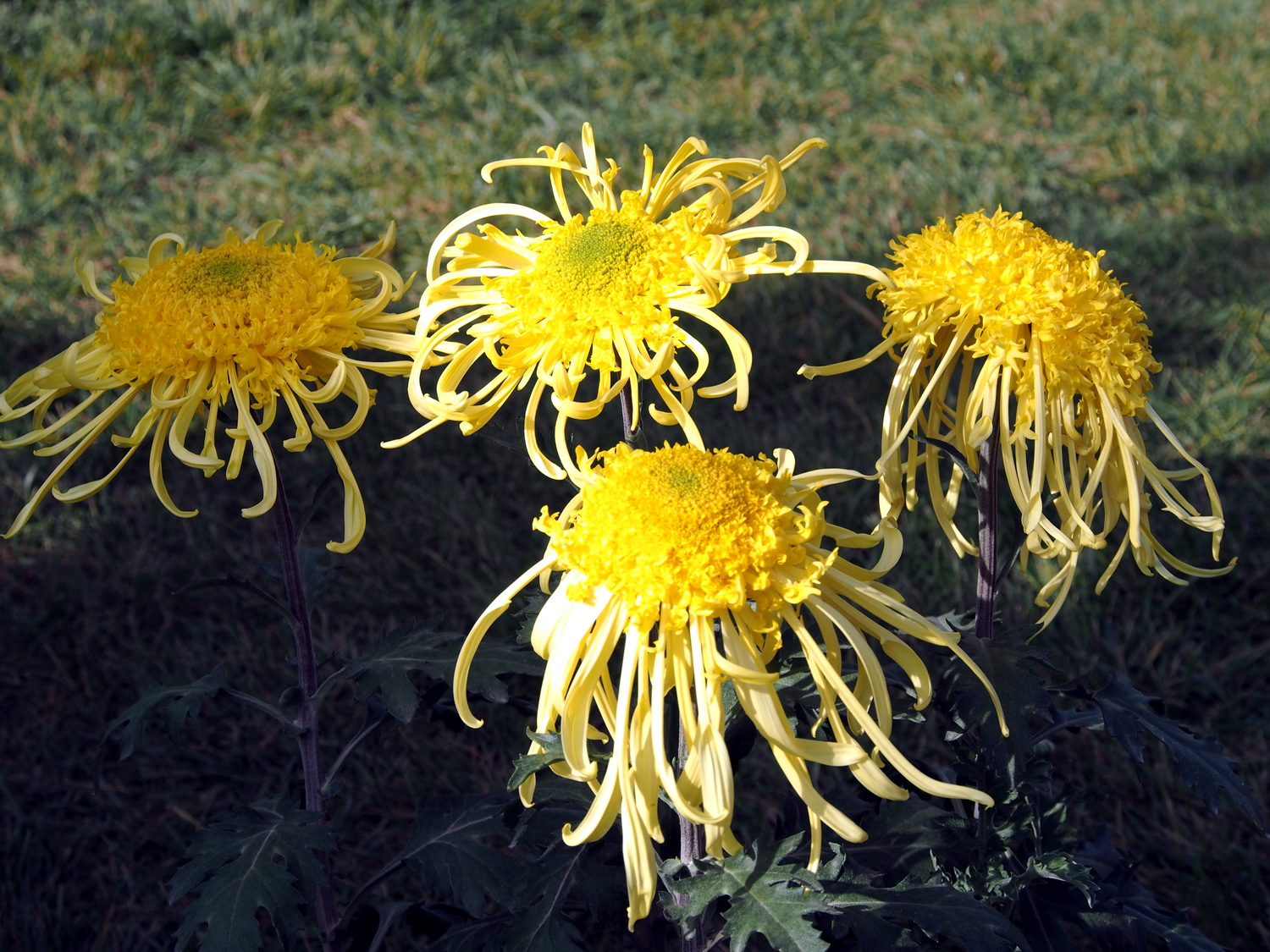 奥林巴斯em5摄影:菊花与风景——青海西宁