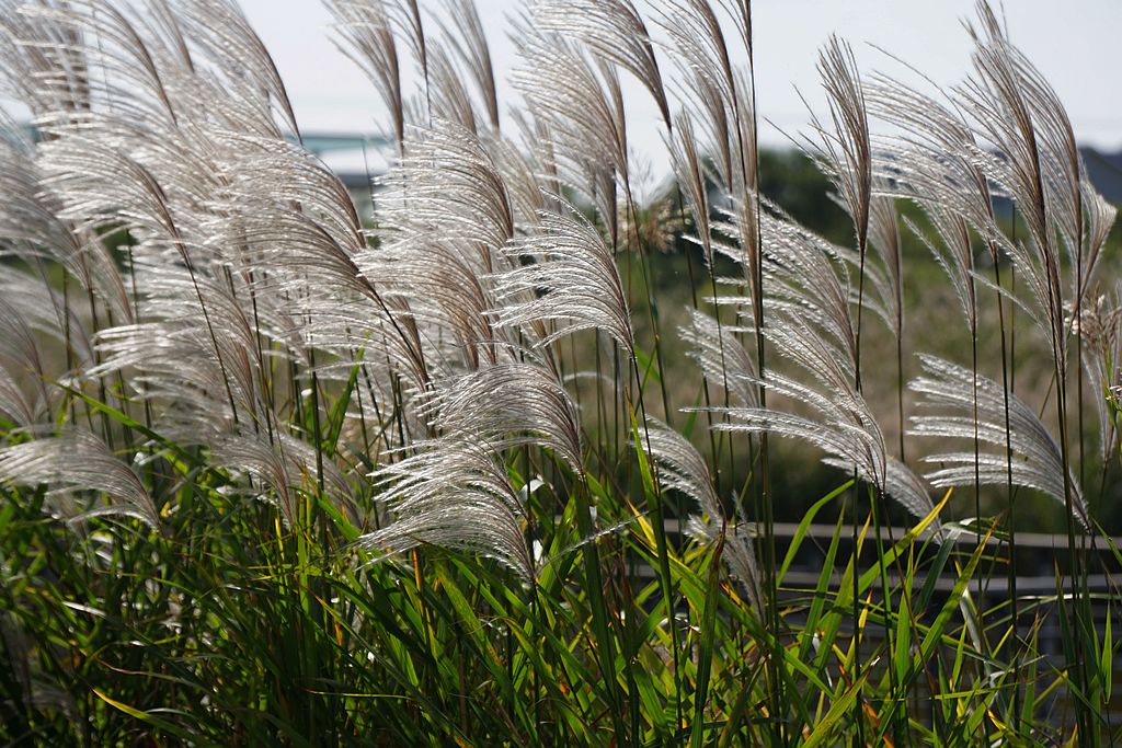 黄河湿地漂亮的芦苇