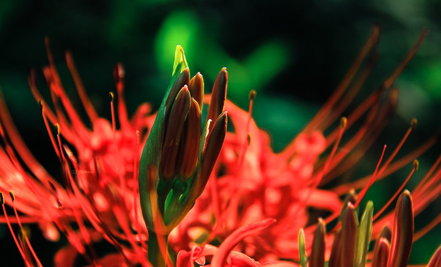 火红石蒜花