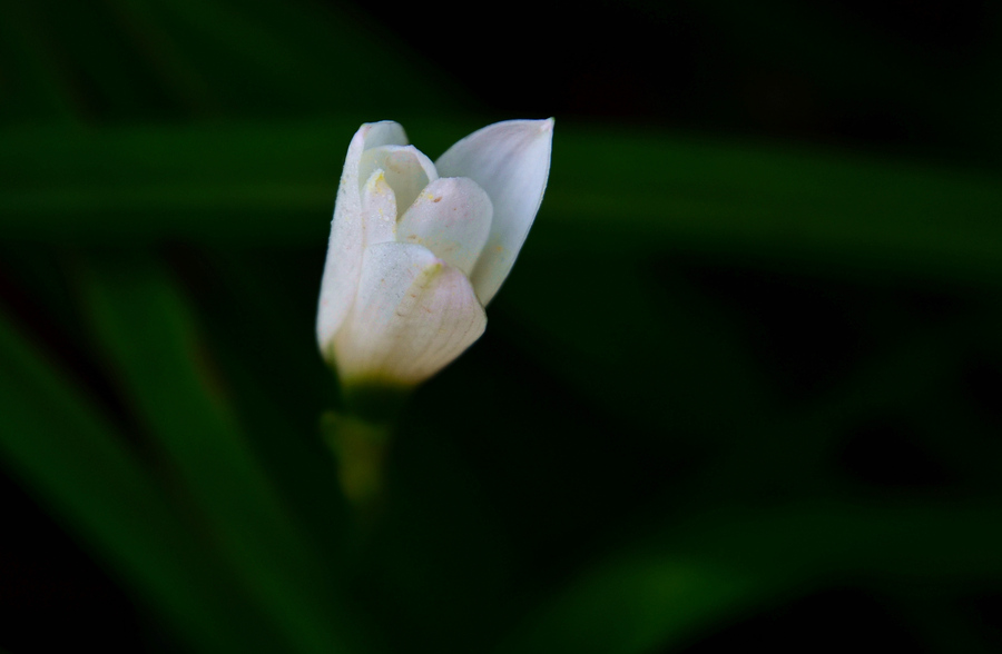 【雨中花草摄影图片】生活摄影