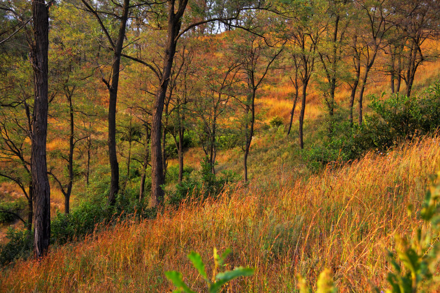 【秋的山林色彩---山东海阳摄影图片】风光旅游