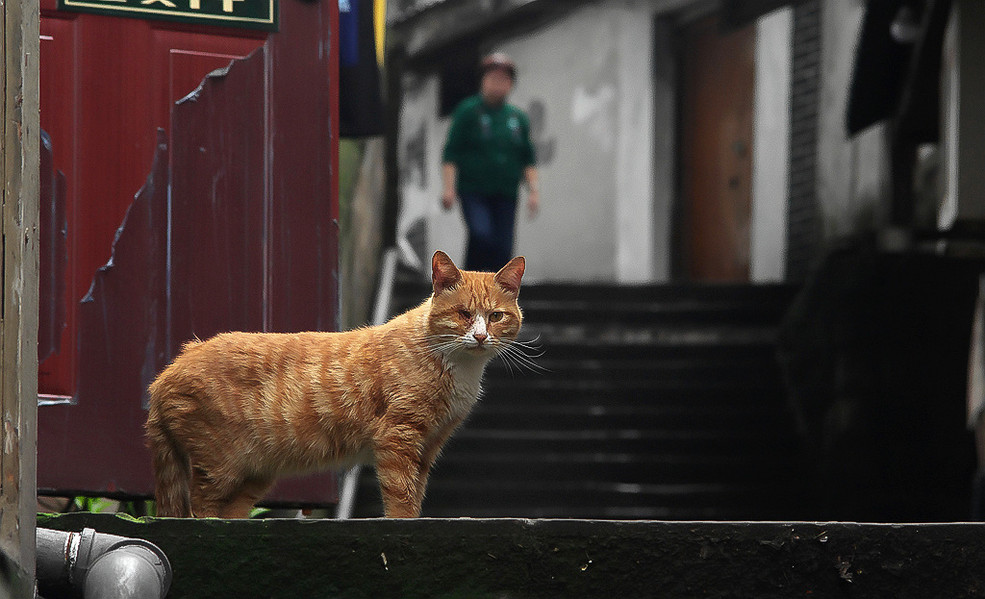 重庆山城步道随拍