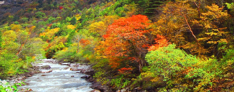 【10月去四川哪里拍摄红叶彩林呢?四川红叶彩