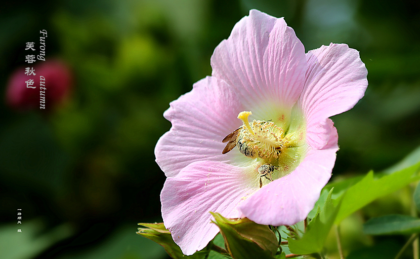 秋天的芙蓉花 (共 9 p)