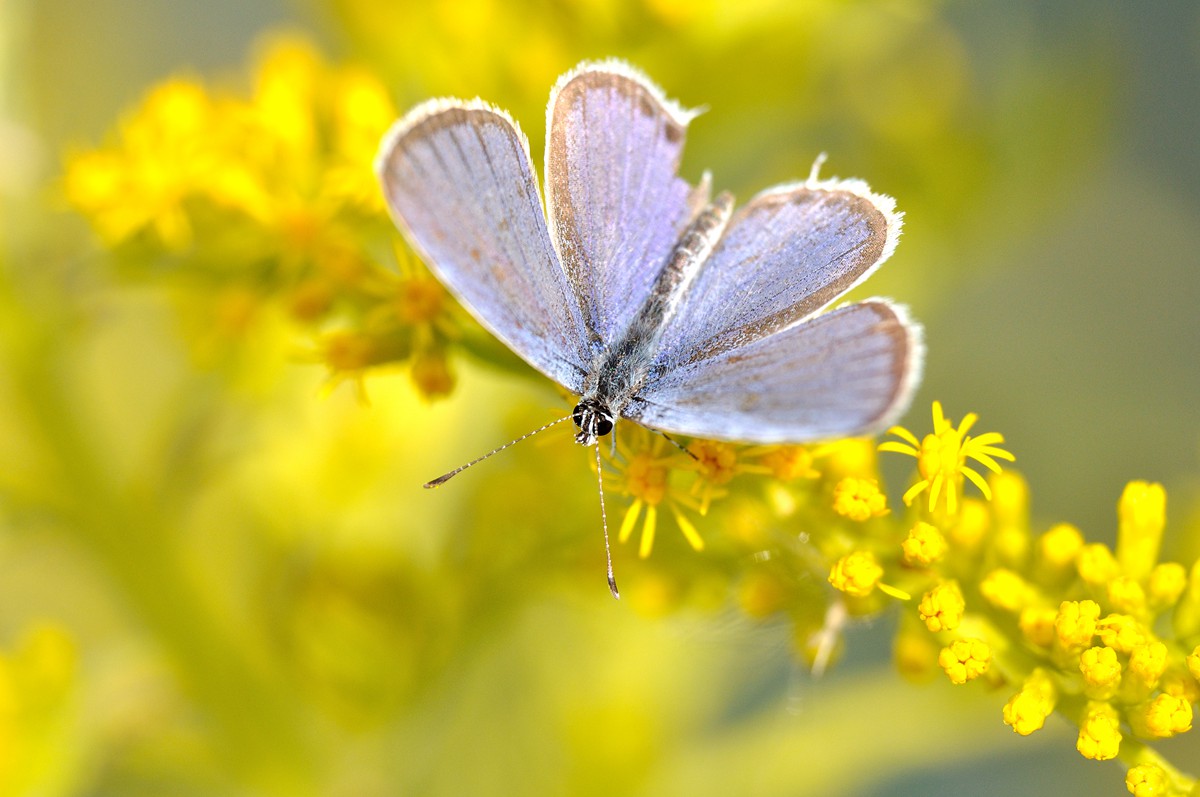 d90 70-200 近摄镜试拍微距